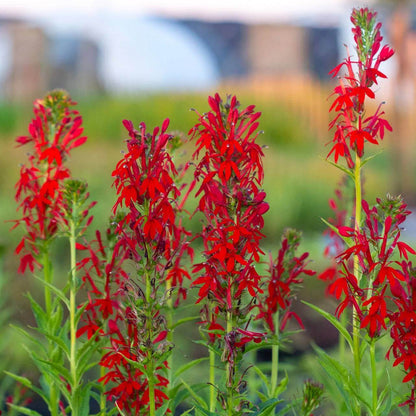 Lobelia Cardinalis Seeds - Heirloom Flower Plant for Home Gardens