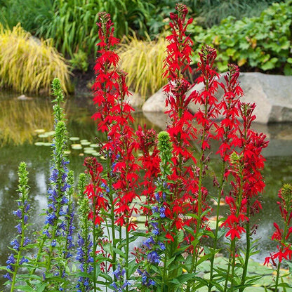 Lobelia Cardinalis Seeds - Heirloom Flower Plant for Home Gardens