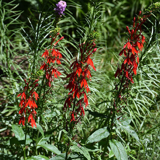 Lobelia Cardinalis Seeds - Heirloom Flower Plant for Home Gardens