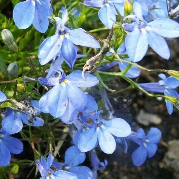 Lobelia Erinus Seeds