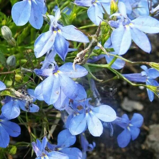 Lobelia Erinus Seeds