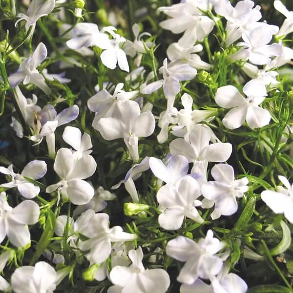 Lobelia Erinus Seeds