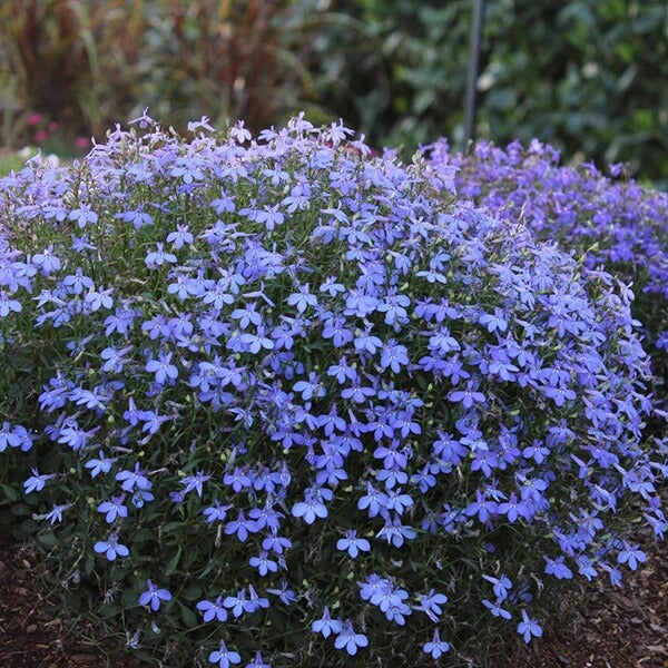 Lobelia Seeds