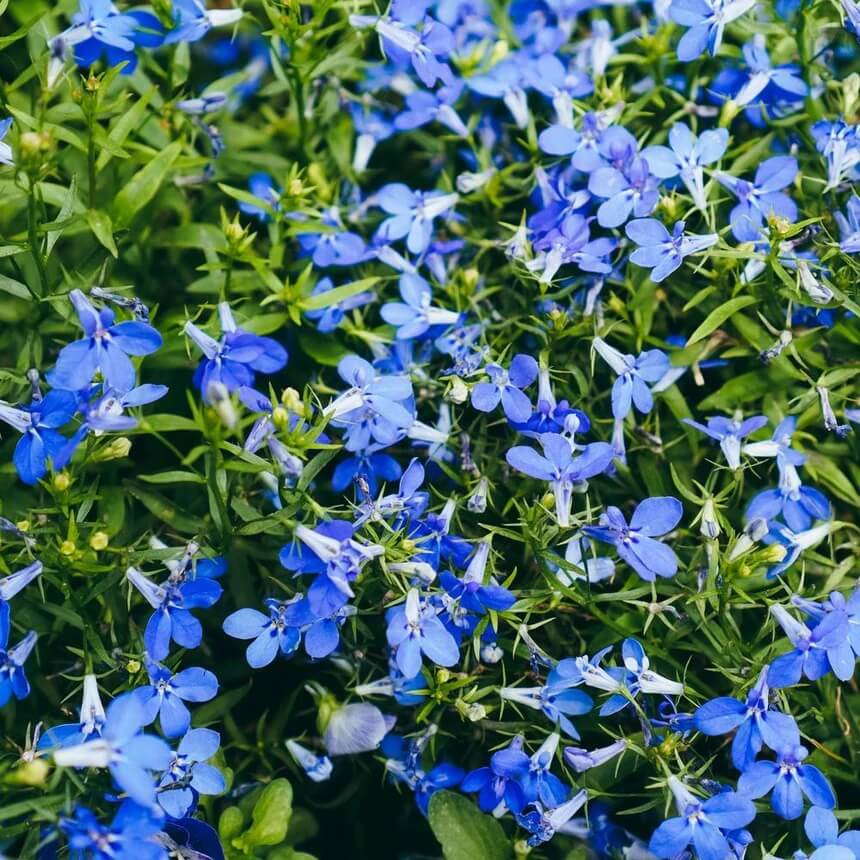 Lobelia Seeds