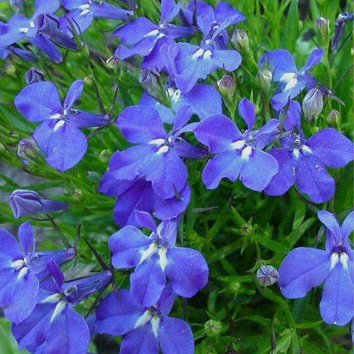 Lobelia Seeds