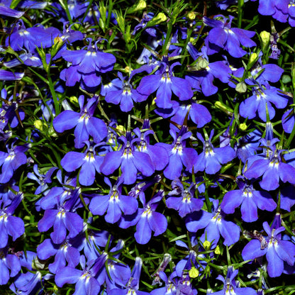 Lobelia Seeds