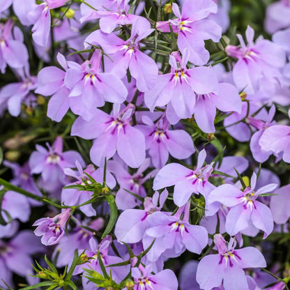 Lobelia Seeds - Flower Plant for Home Gardens