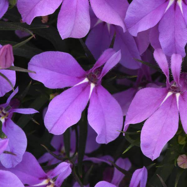 Lobelia Seeds - Flower Plant for Home Gardens