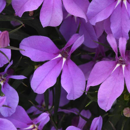 Lobelia Seeds - Flower Plant for Home Gardens