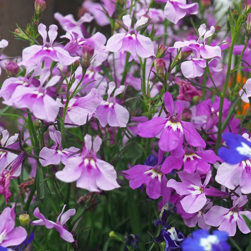 Lobelia Seeds - Flower Plant for Home Gardens