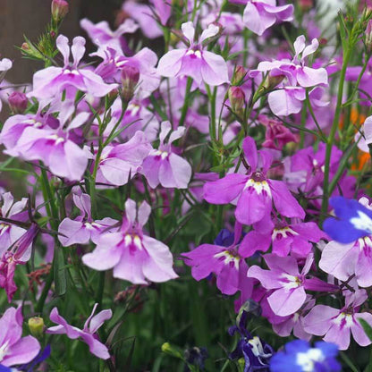 Lobelia Seeds - Flower Plant for Home Gardens