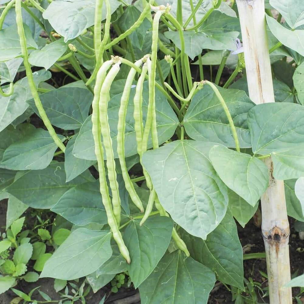 Lobia Seeds - Heirloom Vegetable Plant for Home Gardens