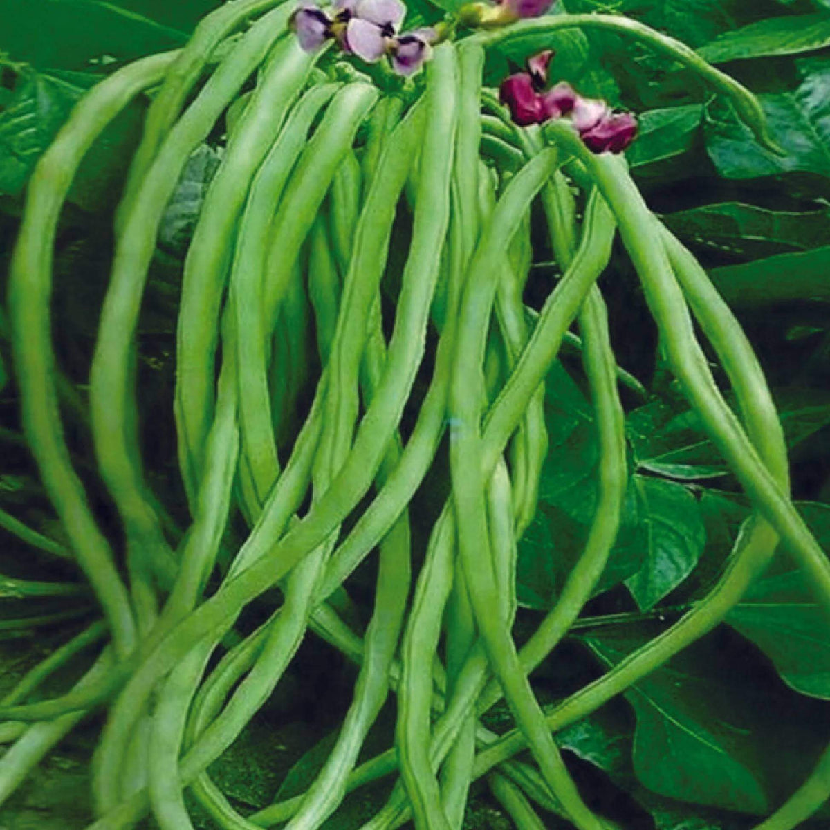 Lobia Seeds - Heirloom Vegetable Plant for Home Gardens