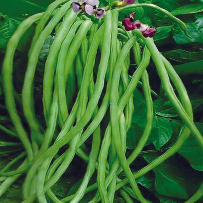 Lobia Seeds - Heirloom Vegetable Plant for Home Gardens