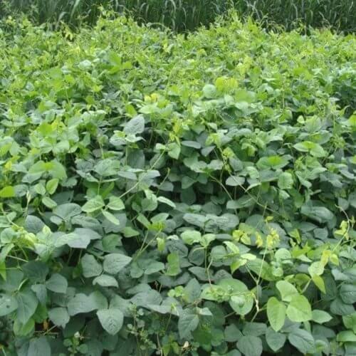 Lobia Seeds - Heirloom Vegetable Plant for Home Gardens