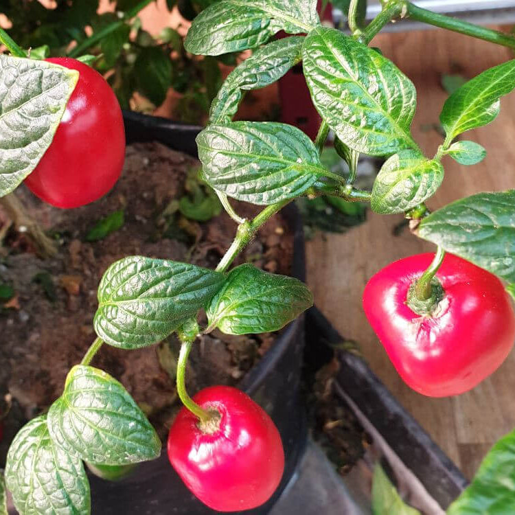 Locoto Chilli Seeds 