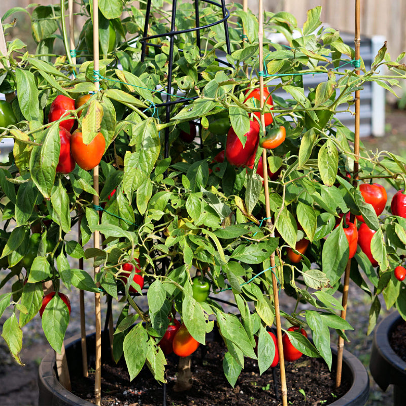 Locoto Chilli Seeds 