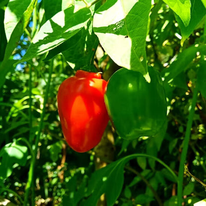 Locoto Chilli Seeds 