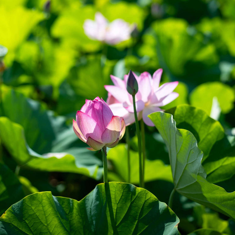 Locust Flower Seeds - Heirloom Flower Plant for Home Gardens