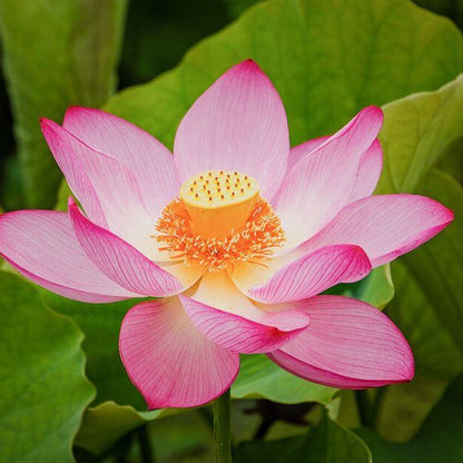 Locust Flower Seeds - Heirloom Flower Plant for Home Gardens