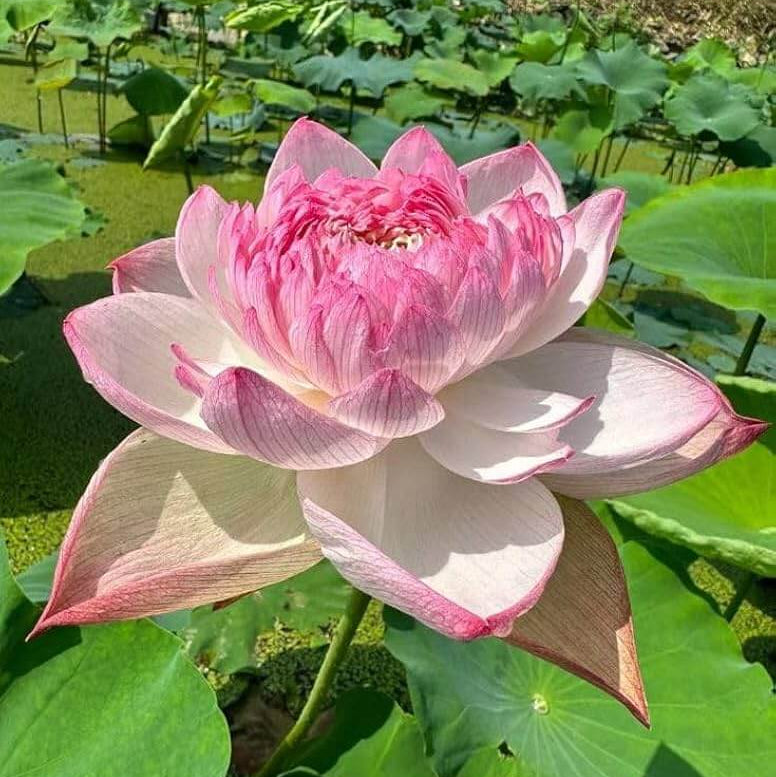 Locust Flower Seeds - Heirloom Flower Plant for Home Gardens