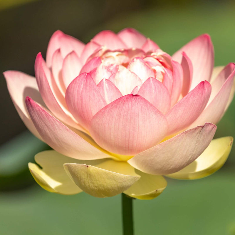 Locust Flower Seeds - Heirloom Flower Plant for Home Gardens