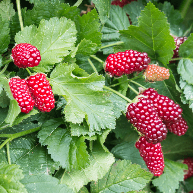 Loganberry Seeds - Heirloom Fruit Plant for Home Gardens