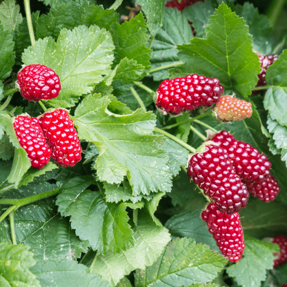 Loganberry Seeds - Heirloom Fruit Plant for Home Gardens