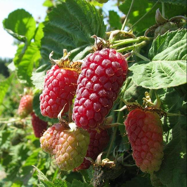 Loganberry Seeds - Heirloom Fruit Plant for Home Gardens