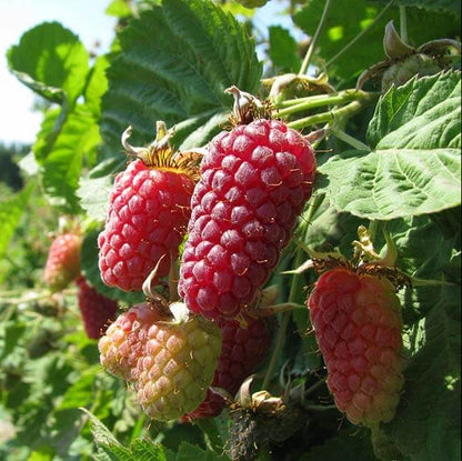 Loganberry Seeds - Heirloom Fruit Plant for Home Gardens