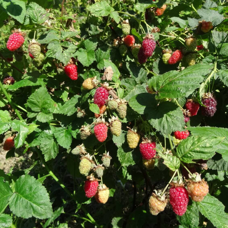 Loganberry Seeds - Heirloom Fruit Plant for Home Gardens