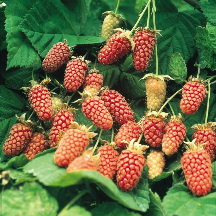 Loganberry Seeds - Heirloom Fruit Plant for Home Gardens