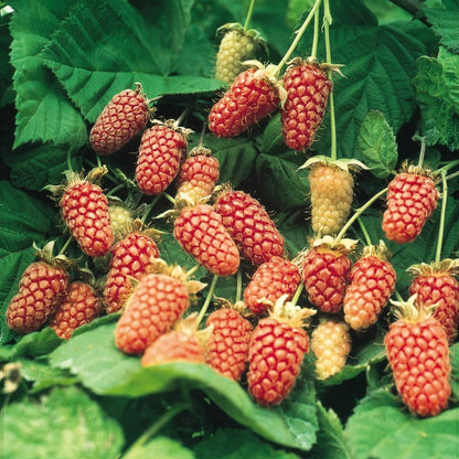 Loganberry Seeds - Heirloom Fruit Plant for Home Gardens