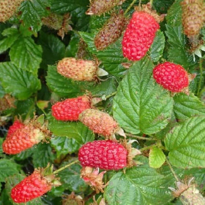 Loganberry Seeds - Heirloom Fruit Plant for Home Gardens