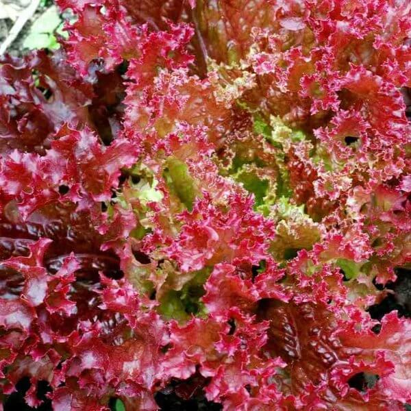 Lollo Rosso Lettuce Seeds