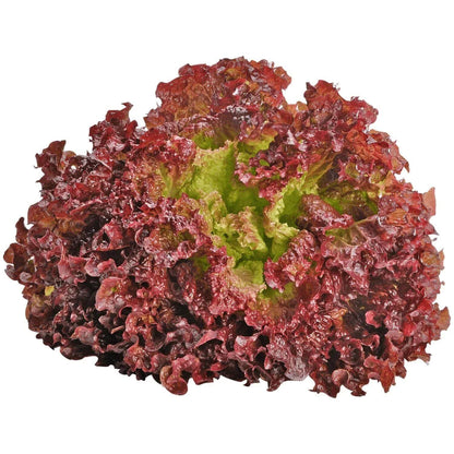 Lollo Rosso Lettuce Seeds