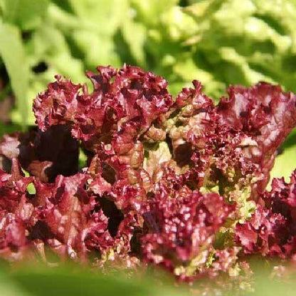 Lollo Rosso Lettuce Seeds