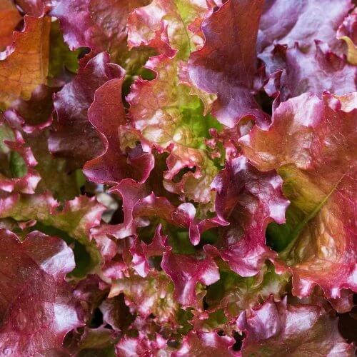 Lollo Rosso Lettuce Seeds