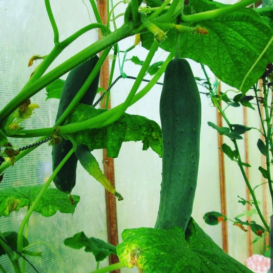 Long Greek Cucumber Seeds - Vegetable Plant