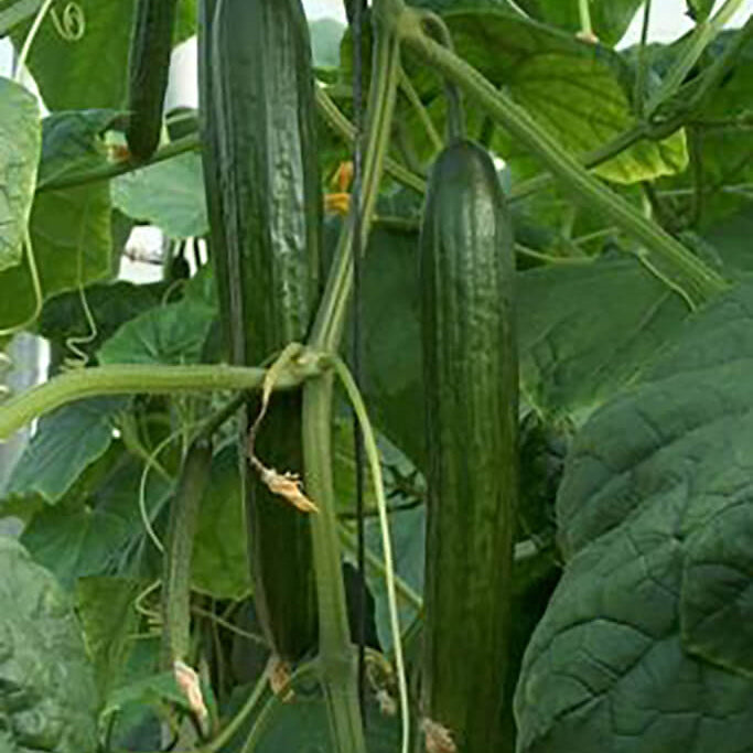Long Greek Cucumber Seeds - Vegetable Plant