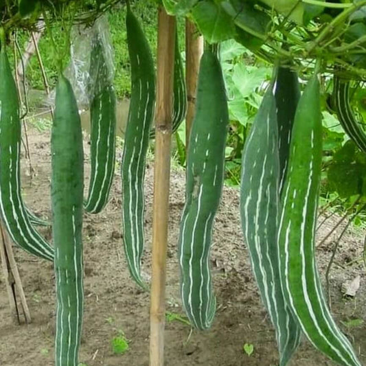Long Green Snake Gourd Seeds