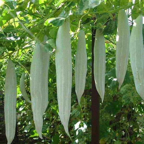 Long Green Snake Gourd Seeds