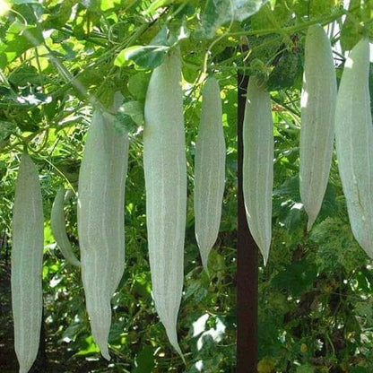 Long Green Snake Gourd Seeds