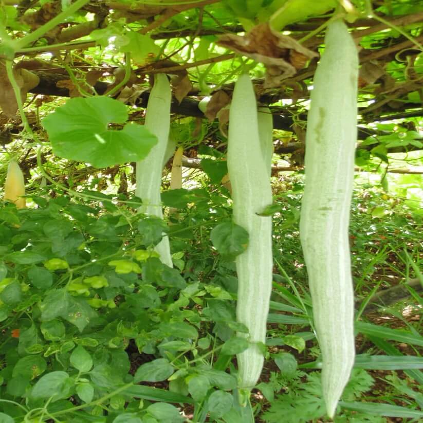 Long Green Snake Gourd Seeds
