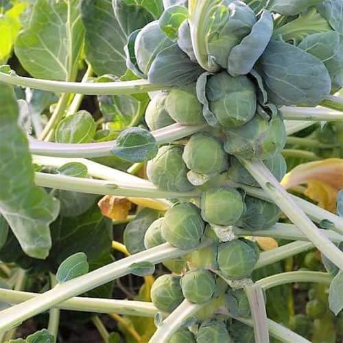 Long Island Improved Brussels Sprouts Seeds - Vegetable Plant