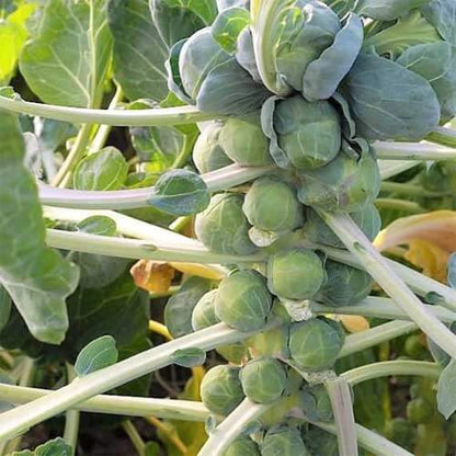 Long Island Improved Brussels Sprouts Seeds - Vegetable Plant