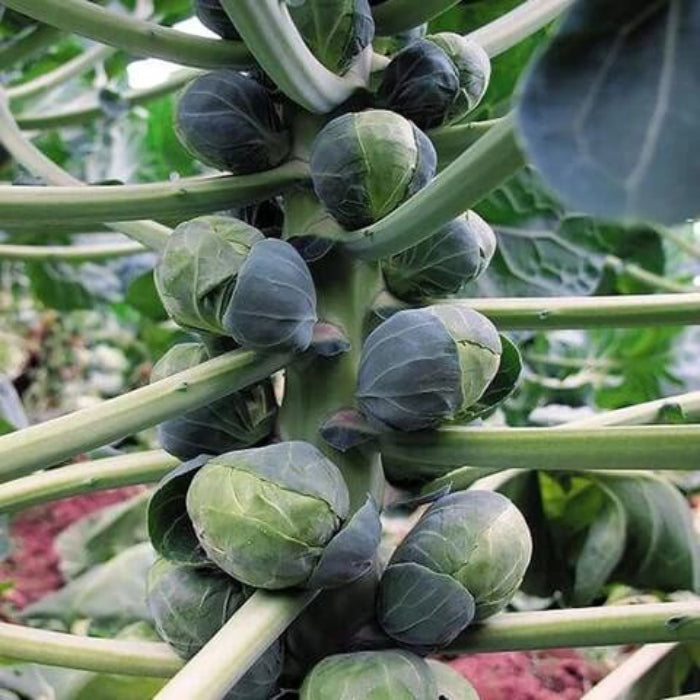 Long Island Improved Brussels Sprouts Seeds - Vegetable Plant