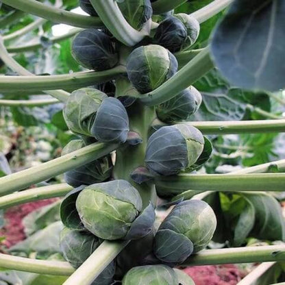 Long Island Improved Brussels Sprouts Seeds - Vegetable Plant
