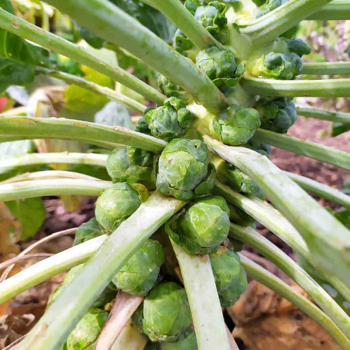 Long Island Improved Brussels Sprouts Seeds - Vegetable Plant