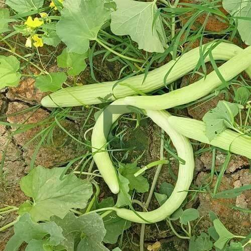 Long Melon seeds